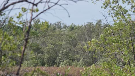 Bosque-De-Manglares-Moviéndose-Con-El-Fuerte-Viento-Invernal-Mientras-Bandadas-De-Aves-Migratorias-Vuelan-Para-Aterrizar-En-El-Medio,-Agachadiza-Limosa-Limosa-De-Cola-Negra,-Tailandia