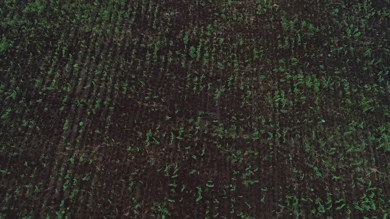 vista aérea de la tierra agrícola en arusha