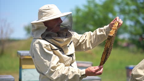 adult old man in protective outfit and hat holds a frame covered with bees. apiarist turning frame in his hands checking up the harvest. blurred backdrop.