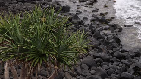 green plant on a beach with waves and rocks