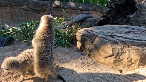 a meerkat stands alert, scanning its environment