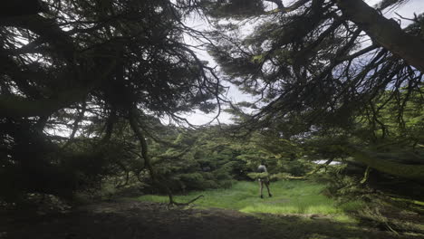 fotógrafa rubia explorando los árboles mágicos de macrocarpa de waipapa point