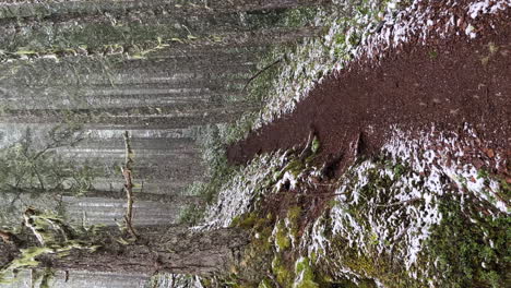 snow falling in the forest, winter in the woods