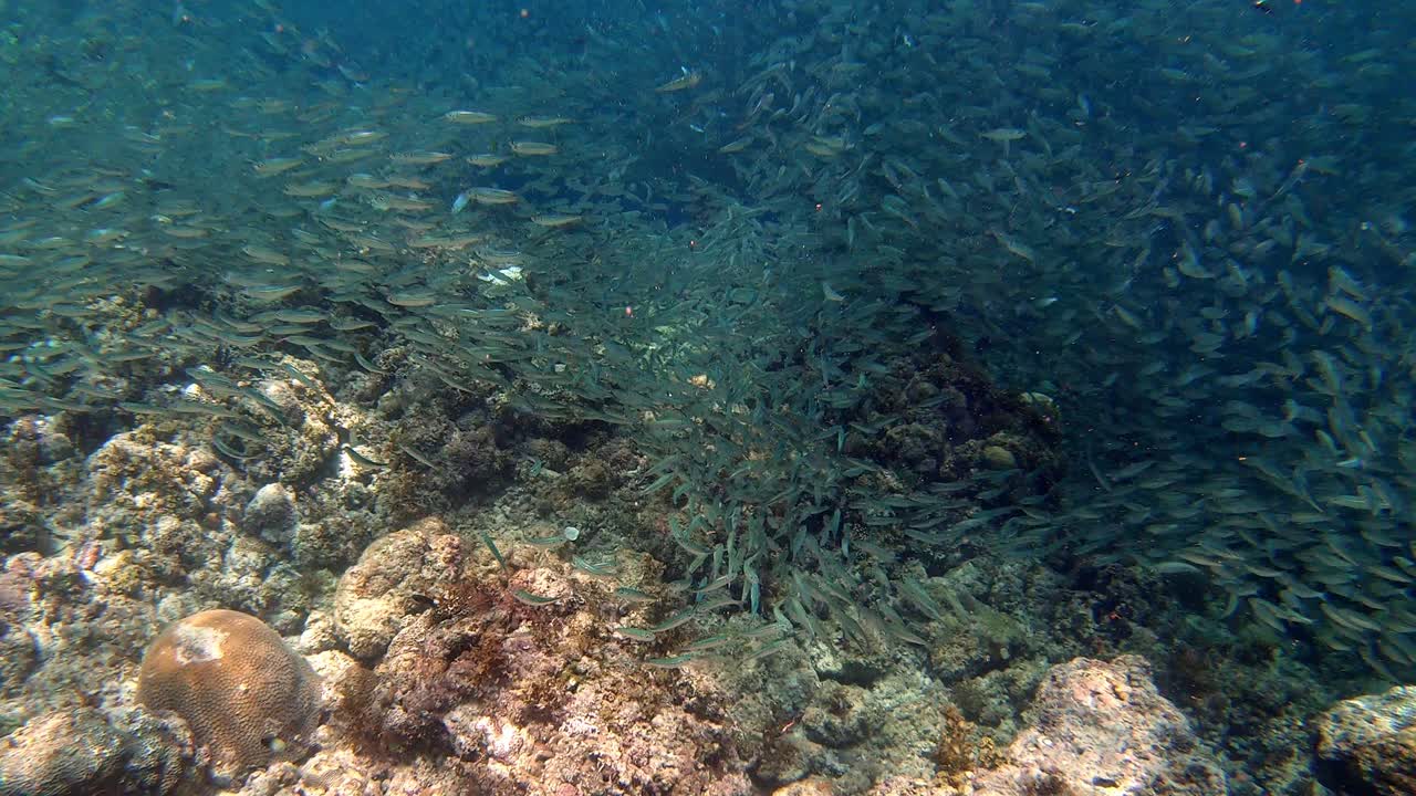 un primer plano de sardinas creando formaciones asombrosas