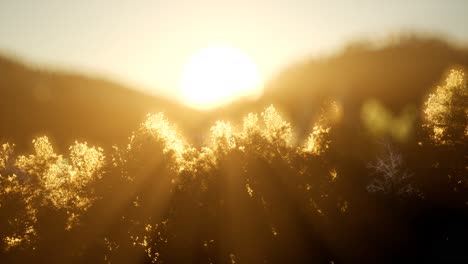 pine forest on sunrise with warm sunbeams