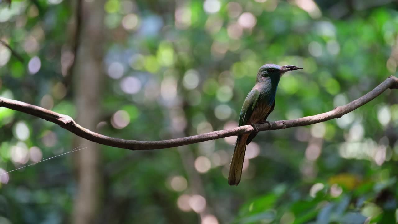 saltando con la vid durante una tarde ventosa en el bosque con comida en su boca, el apicultor de barba azul nyctyornis athertoni, tailandia