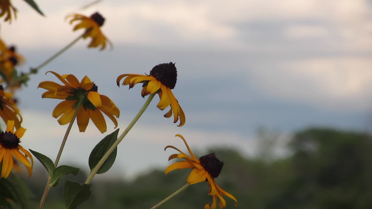 Susanna dagli occhi neri - Fiori di rudbeckia gialla con sfondo di cielo sfocato