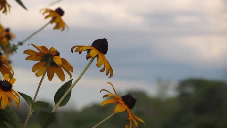 susan de ojos negros - flores de coneflower amarillas con fondo de cielo borroso