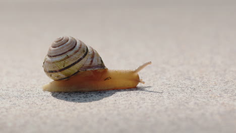caracol en el suelo