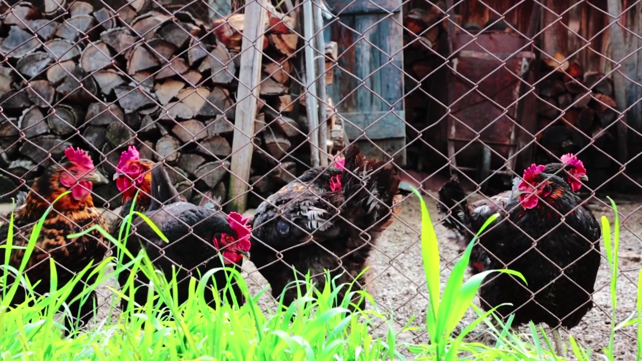 Chickens behind a fence looking around