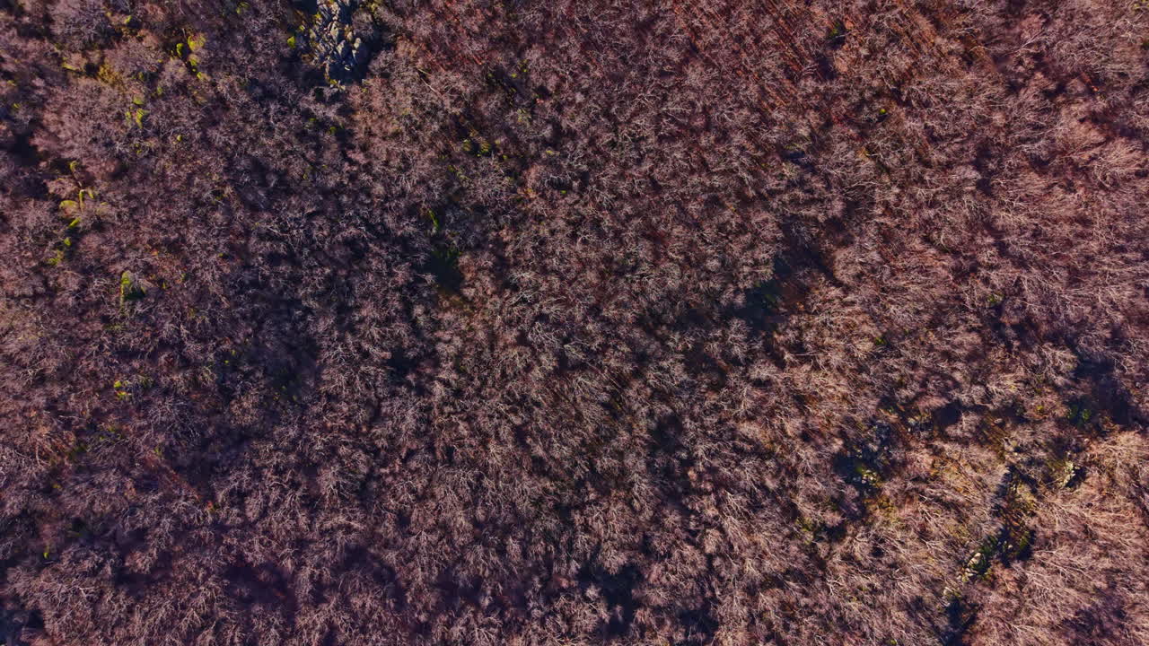 Gli alberi coprono una vasta area in una foresta con varie tonalità di marrone e verde durante l'autunno alla luce del pomeriggio.
