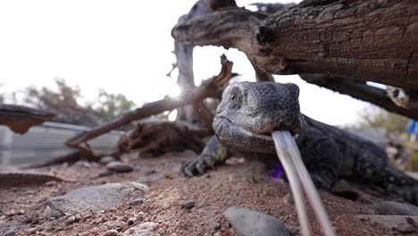 black-throated-monitor-lizard-under-log-flicking-tongue-backlit-sunny-lens-flare-slomo