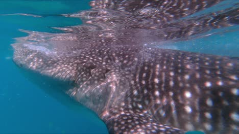 isla de cebu, filipinas - embarcándose en un viaje único e inmersivo: nadando entre tiburones ballena en oslob, isla de cebus, filipinas