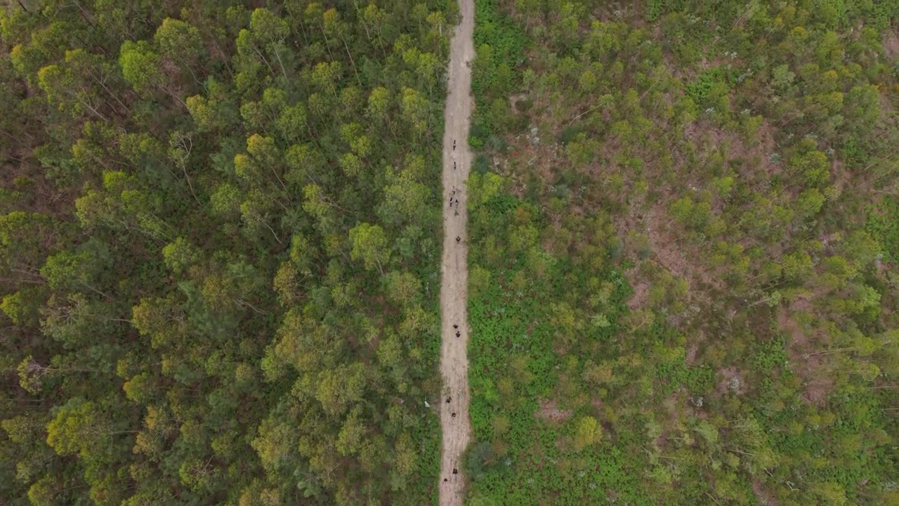 Aerea - corridori su sentiero sterrato che attraversano una fitta foresta verde.