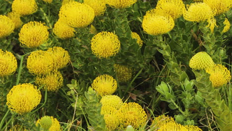 vibrant yellow pincushion protea flowers in bloom