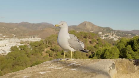 afraid gull on a dyke with a spanish's landscape in the background