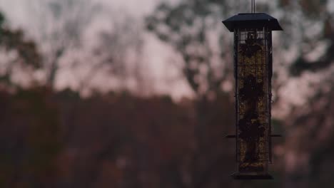 bird feeder swaying at magic hour