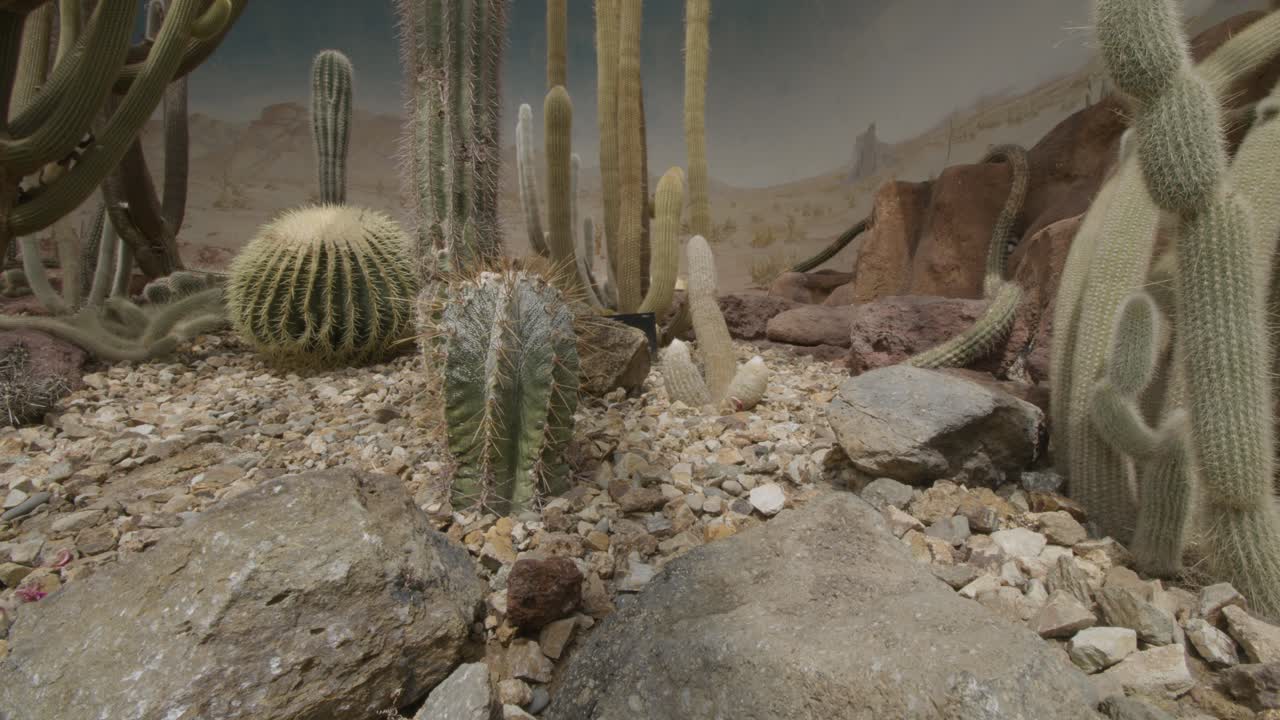 Sliding and panning movement past large selection of cacti and succulents.