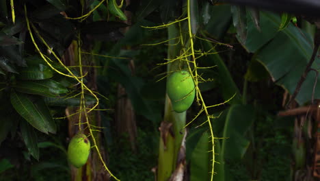 cerca de mangos verdes en el árbol y alguien tratando de atraparlos con un palo