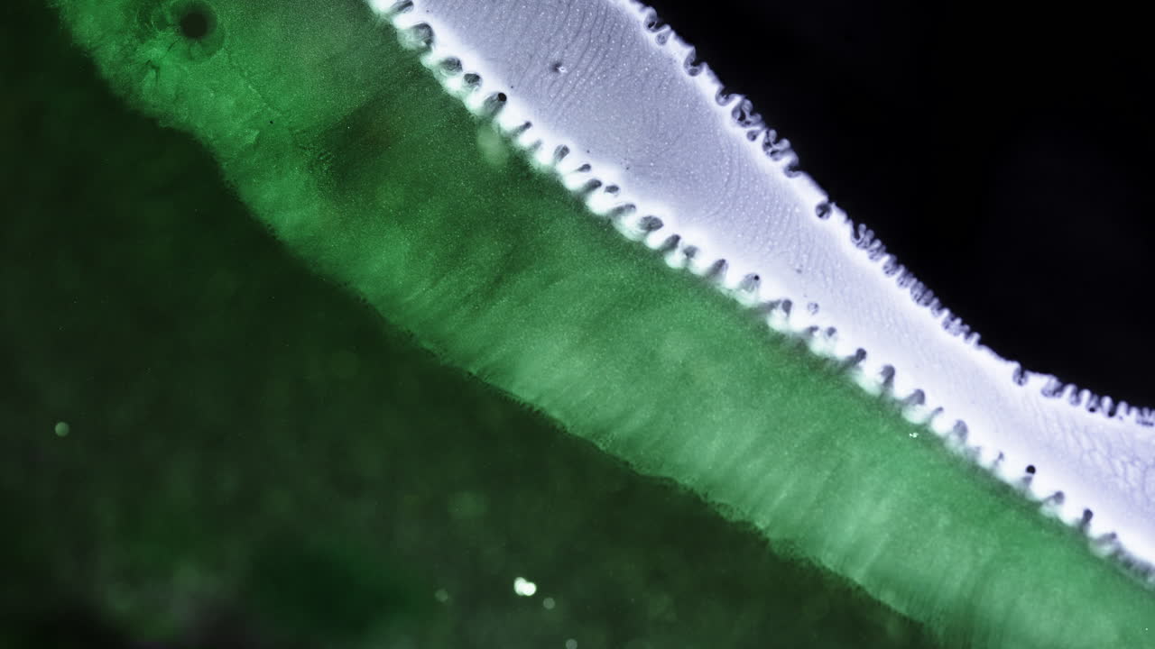Colorful ink waves blend beautifully in a detailed macro shot closeup