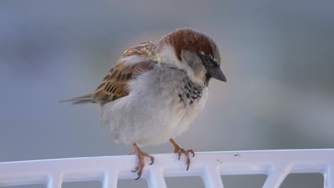 closeup of male house sparrow perched on a garden chair