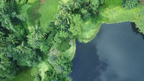 aerial view shot of vast green forest