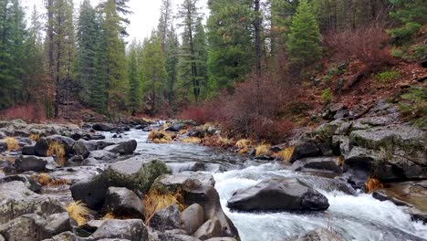 river water flowing with boulders and rocks in pine tree forest