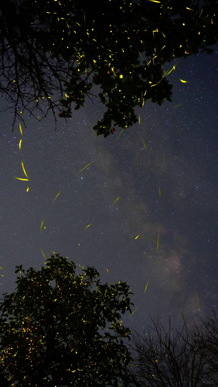 Timelapse of fireflies illuminating a tree beneath the Milky Way in Bhandardhara Forest Maharashtra. Witness a magical fusion of glowing insects and a starry sky in this surreal spectacle.