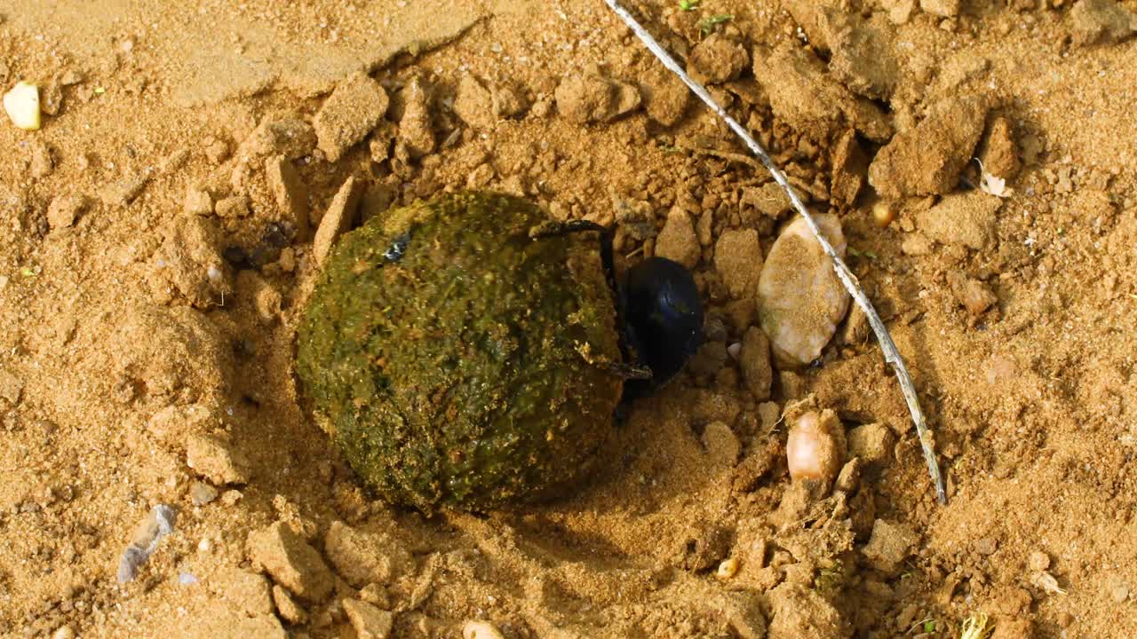 Closeup video of a dung beetle with a dung ball