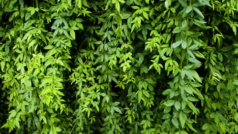 fondo vegetal de enredaderas de hojas verdes colgando y balanceándose con la brisa