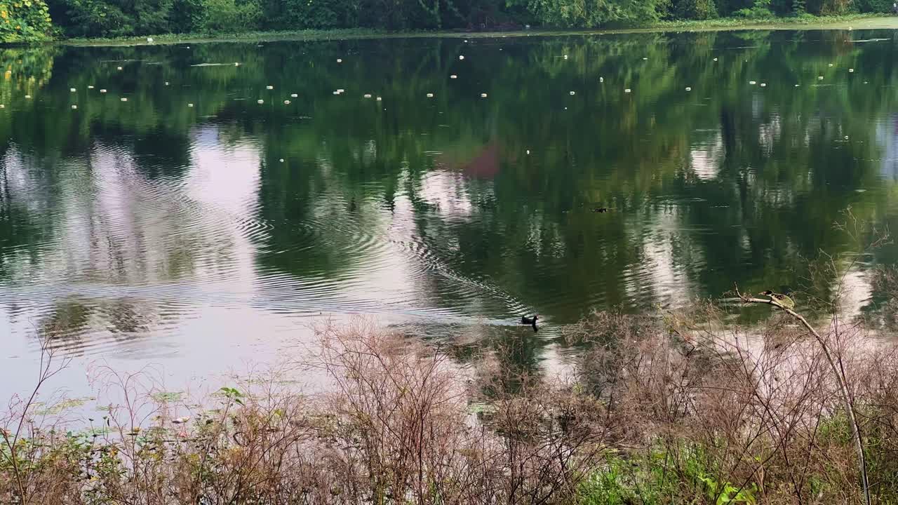 A serene lake reflects lush green trees as a lone bird glides across the still water, leaving soft ripples that merge with the tranquil reflections of the morning sky