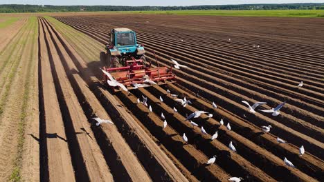 Agricultural-work-on-a-tractor-farmer-sows-grain.-Hungry-birds-are-flying-behind-the-tractor,-and-eat-grain-from-the-arable-land.