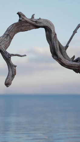 driftwood on a beach at sunset