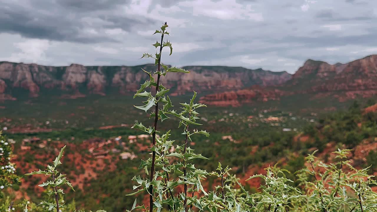 красные скальные горы с растением