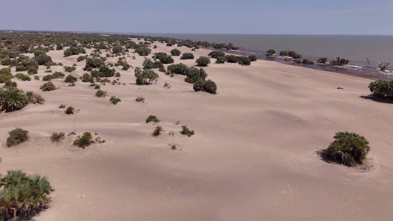Scatto aereo con drone che domina vaste dune di sabbia costellate da palme doum vicino alla riva del Lago Turkana, Kenya, sotto un cielo azzurro pallido e limpido.