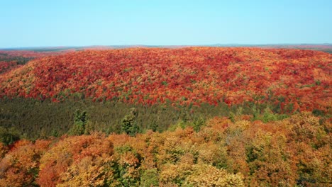 toma aérea de seguimiento de la naturaleza del bosque en el otoño con hojas cambiantes de colores brillantes en un día soleado contra un cielo azul