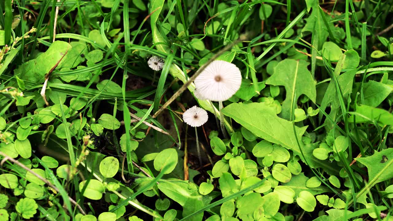 거시적 관점에서 건조 버섯을 향한 4k 줌