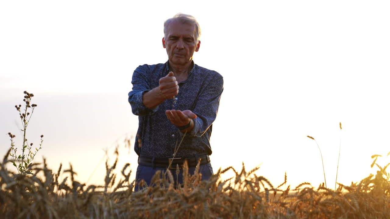 Adult man wearing shirt and trousers stands in the wheat field. Low angle view at the farmer pouring grains from hand to hand