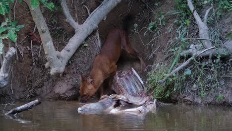 asian wild dog, cuon alpinus, khao yai national park, thailand