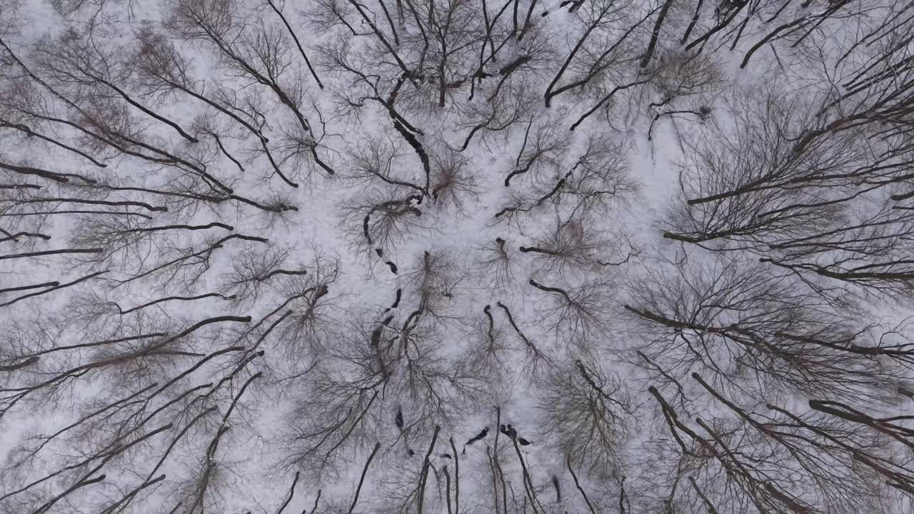 Video aereo dall'alto verso il basso di una foresta invernale con alberi spogli coperti di neve fresca