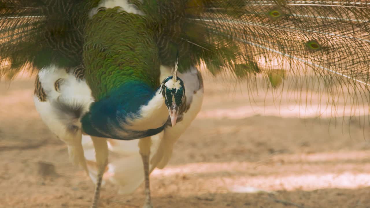 Multi colored peacock feeding with it's tail feathers open