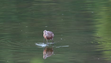 Una-Aguja-Hudsoniana-Alimentándose-A-última-Hora-De-La-Tarde-En-Un-Lago