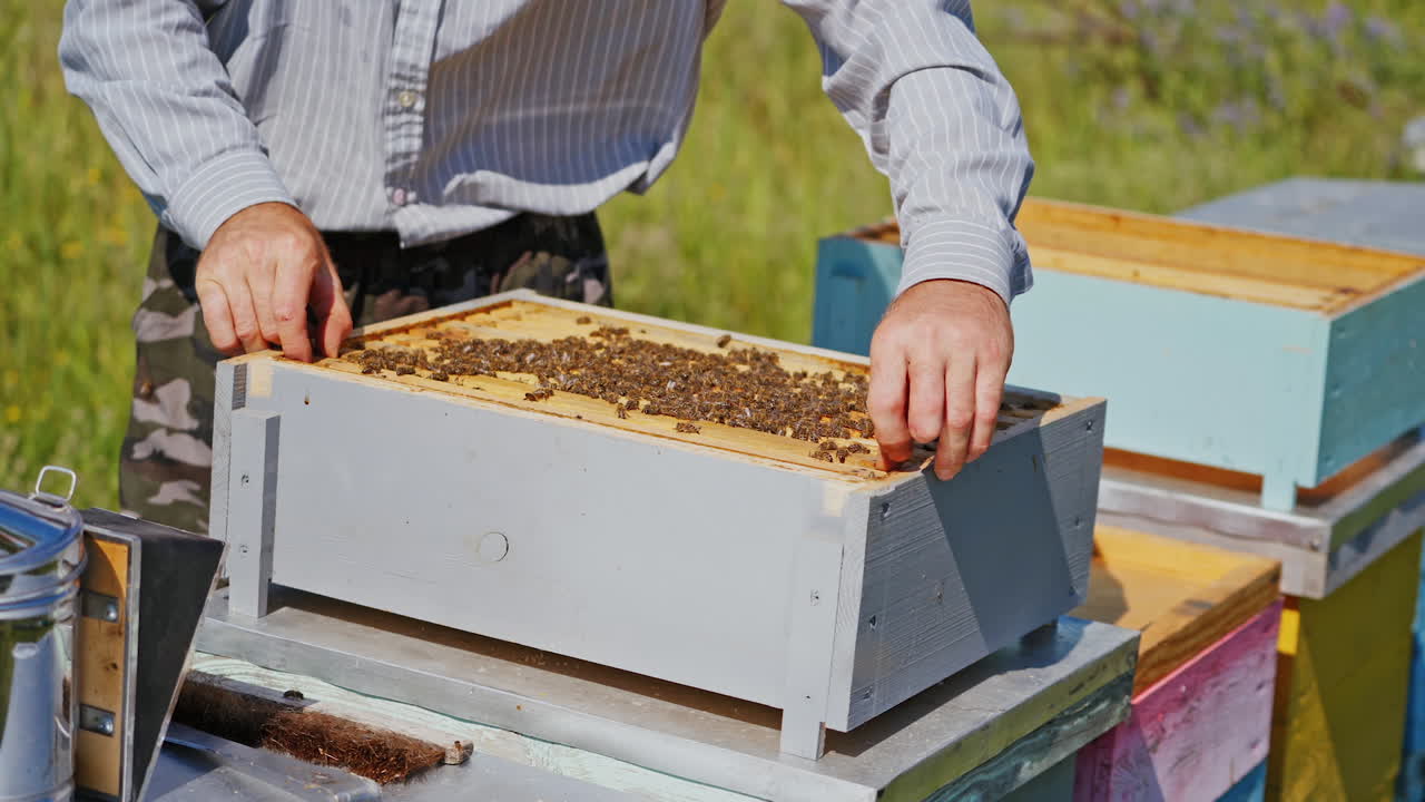 Beekeeper working collect honey. Man holding honeycomb full of bees in the apiary