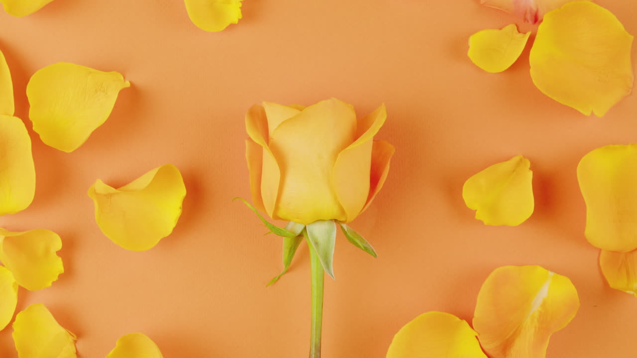 Yellow Rose with Petals on Orange Background