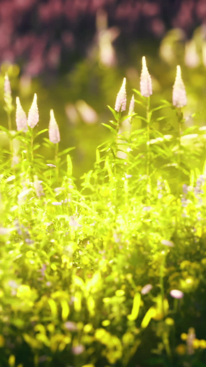 Lush wildflower meadow illuminated by sunlight in a serene natural setting