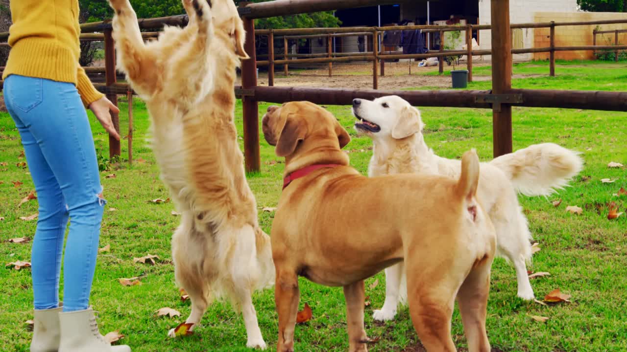 그녀의 개들과 놀고 있는 아름다운 여성 4k