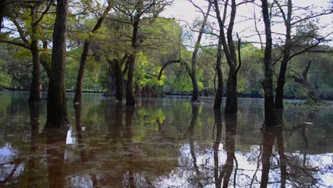 paisaje solitario de árboles dentro de un lago