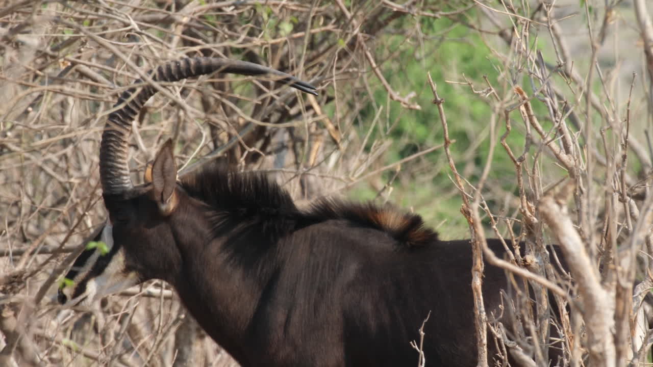 Sable Antelope Walking In The Forest - Close Up