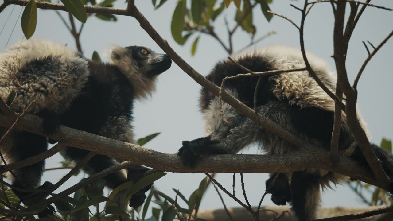 par de lémur rufo blanco y negro sentado en la rama del árbol