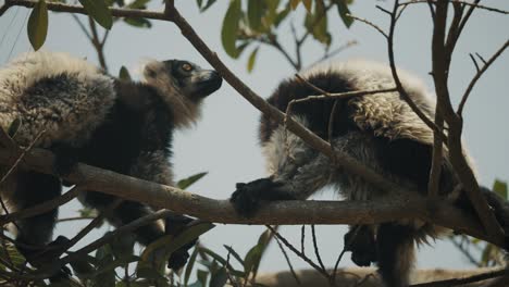 pair of black-and-white ruffed lemur sitting on the tree branch